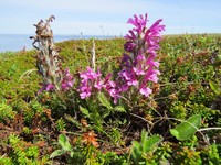 Langsdorf's Lousewort