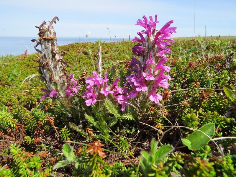Langsdorf's Lousewort
