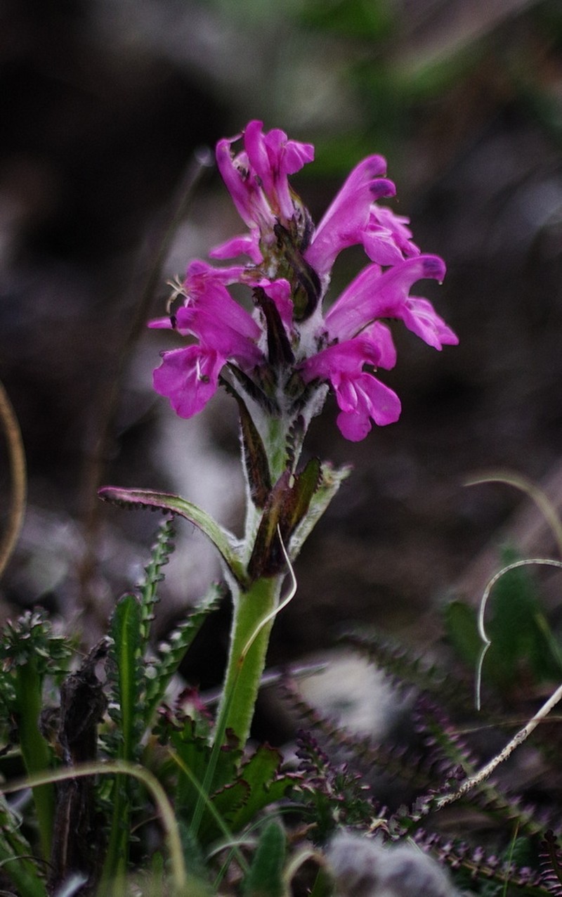 Langsdorf's Lousewort photo 2