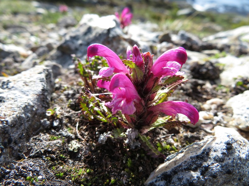 Langsdorf's Lousewort photo 3