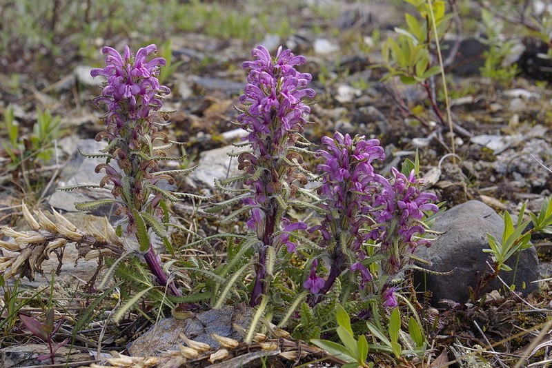 Langsdorf's Lousewort photo 4