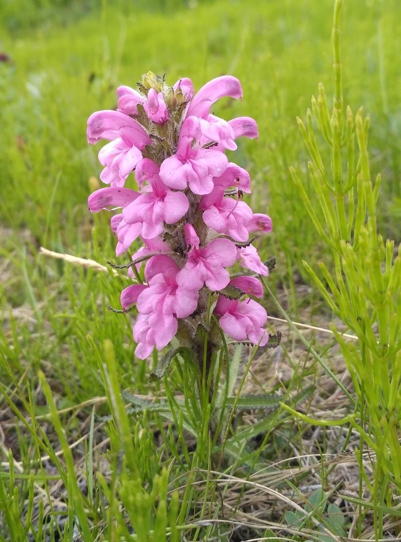 Langsdorf's Lousewort photo 5
