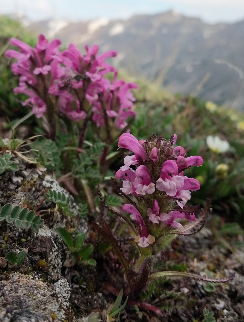 Langsdorf's Lousewort photo 6