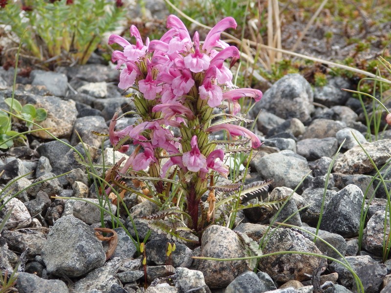 Langsdorf's Lousewort photo 7