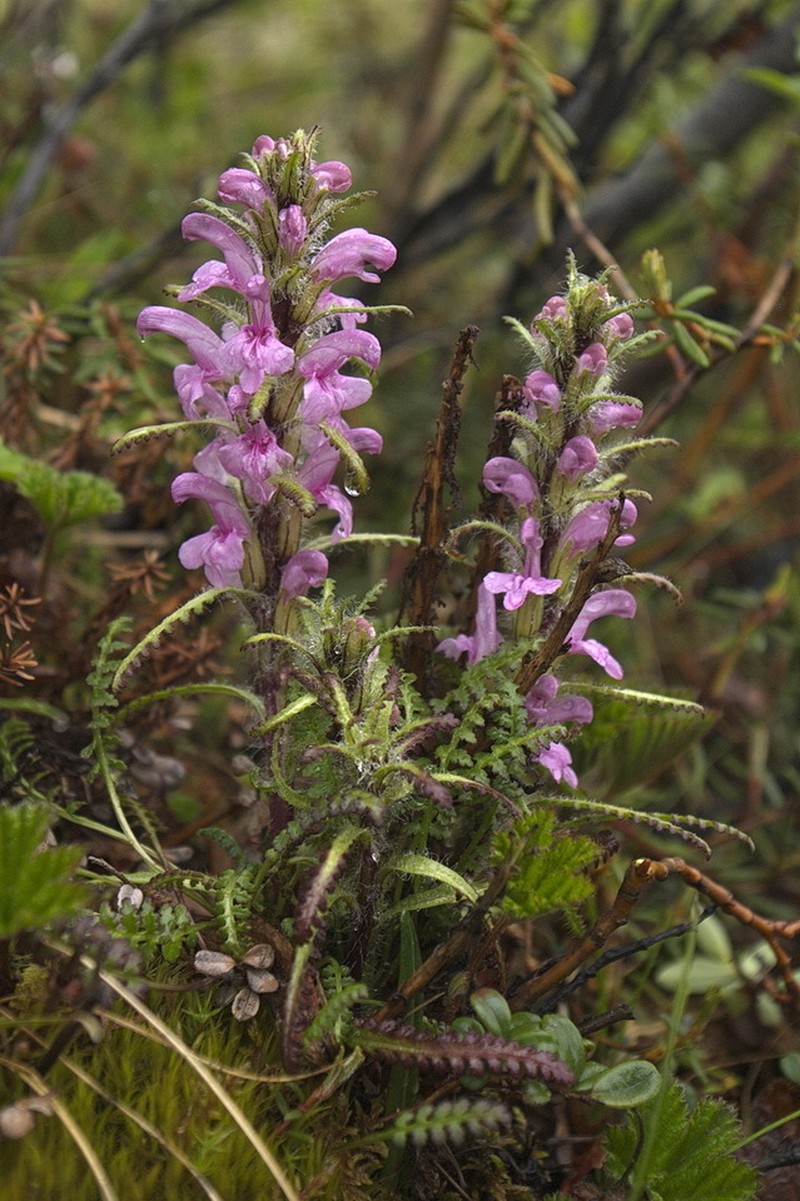 Langsdorf's Lousewort photo 8