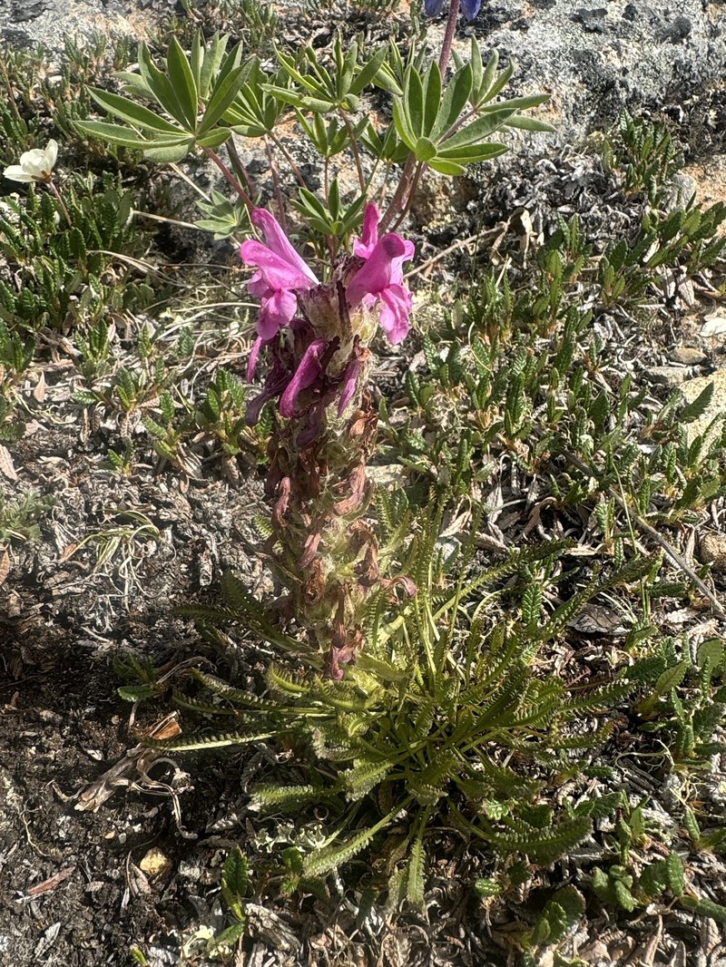 Pedicularis langsdorffii subsp. arctica