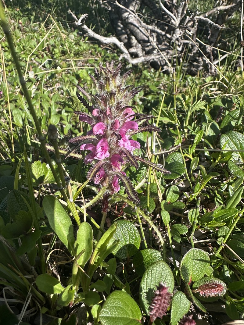 Pedicularis langsdorffii subsp. arctica photo 2