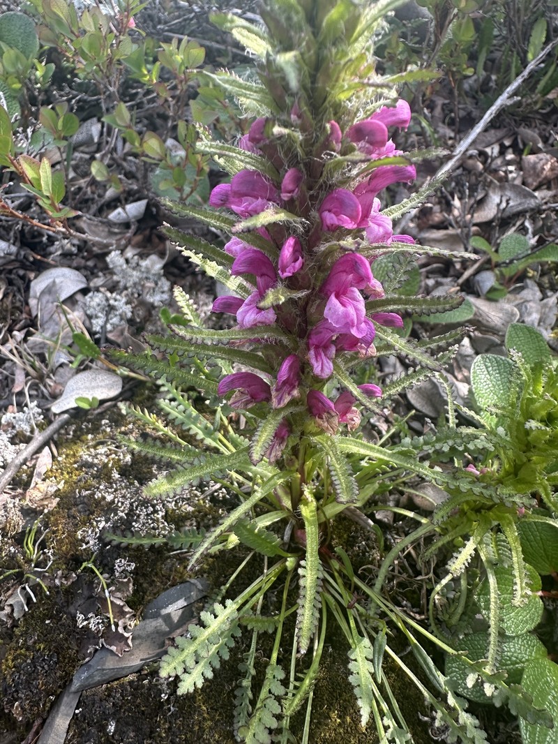 Pedicularis langsdorffii subsp. arctica photo 3