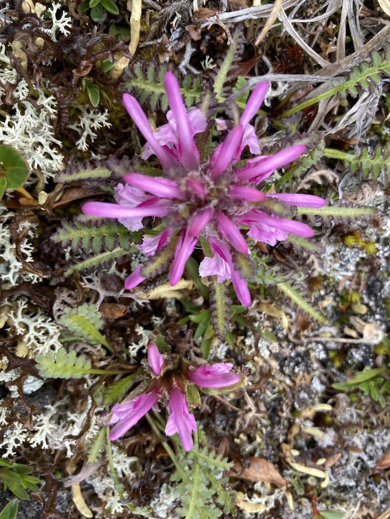 Pedicularis langsdorffii subsp. arctica photo 4