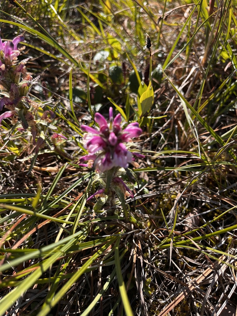 Pedicularis langsdorffii subsp. arctica photo 5