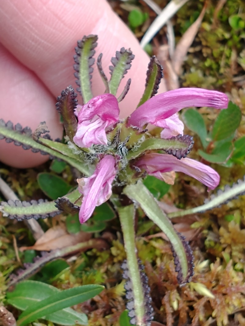 Pedicularis langsdorffii subsp. arctica photo 6