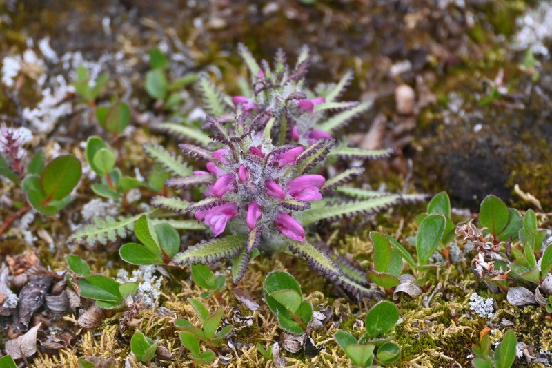 Pedicularis langsdorffii subsp. arctica photo 7