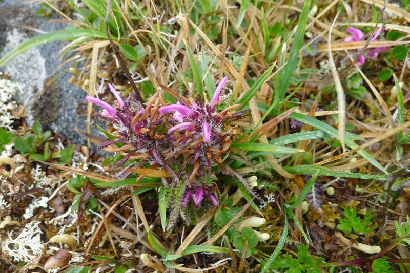 Pedicularis langsdorffii subsp. arctica photo 8