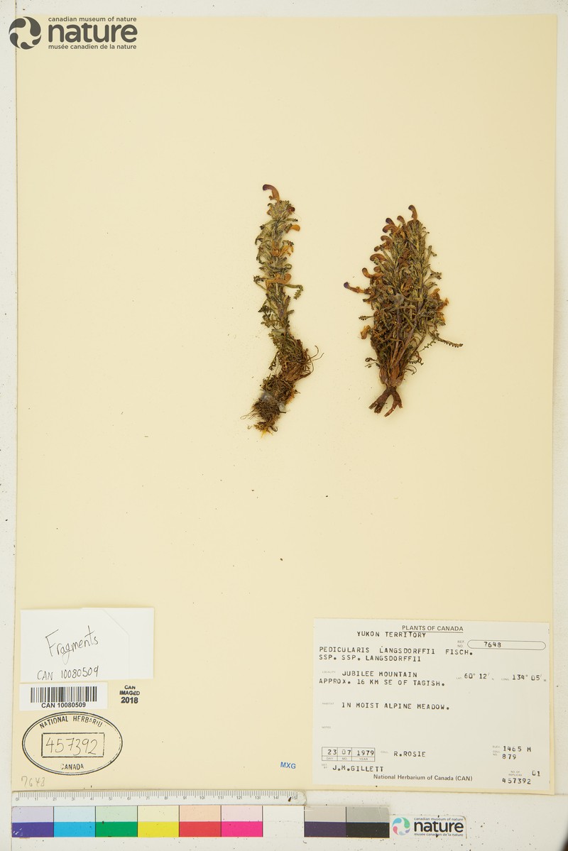 Pedicularis langsdorffii subsp. langsdorffii