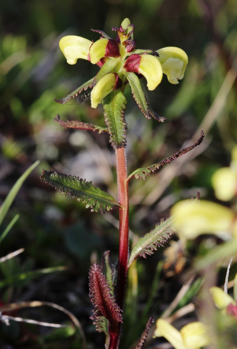 Lapland Lousewort