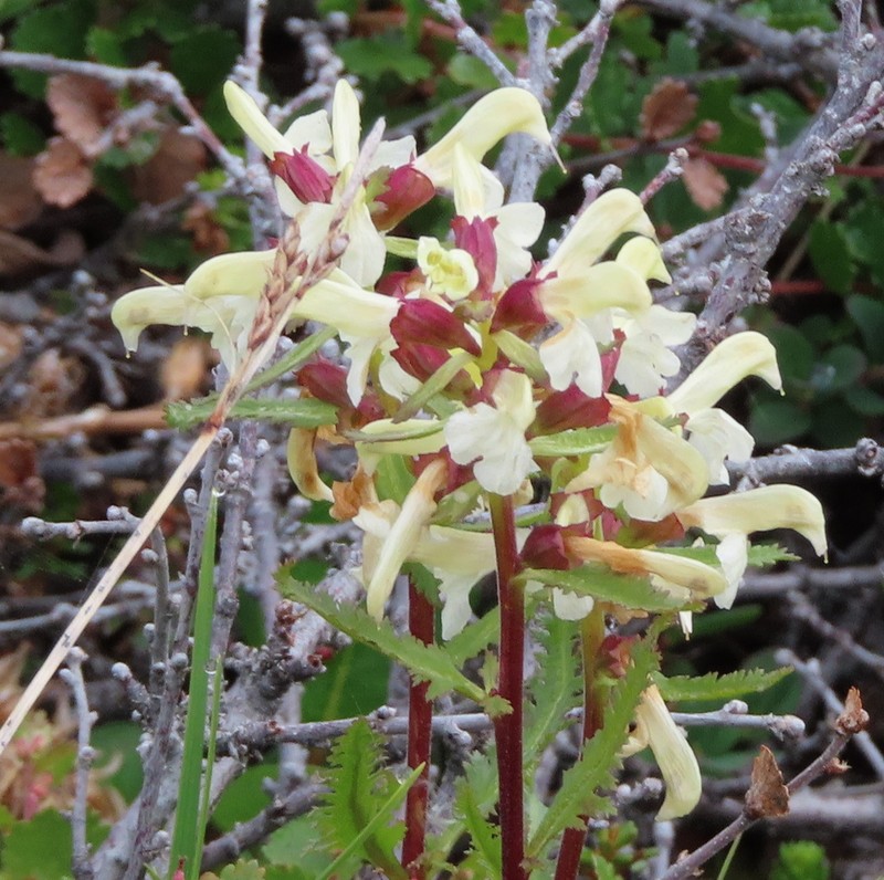 Lapland Lousewort photo 2