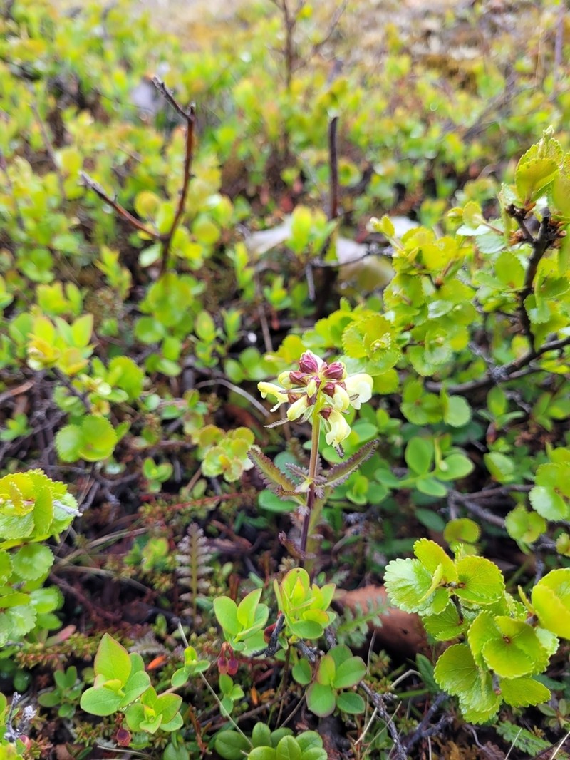 Lapland Lousewort photo 3