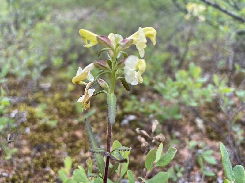 Lapland Lousewort photo 4