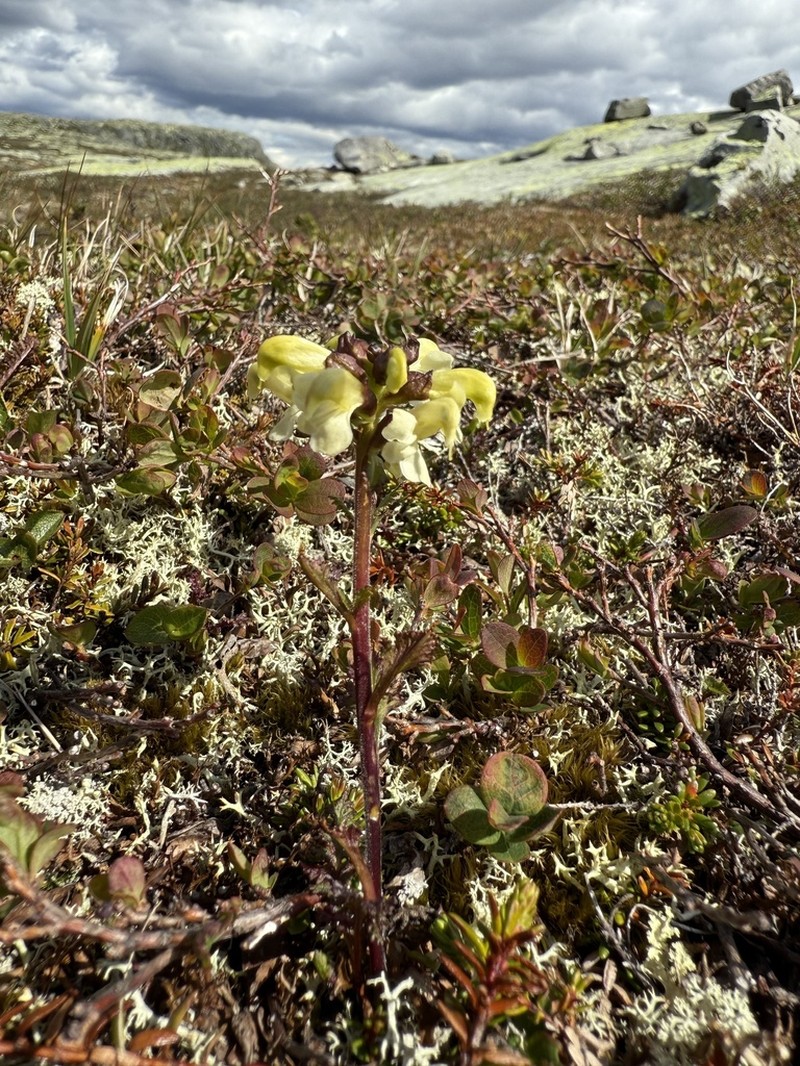 Lapland Lousewort photo 5
