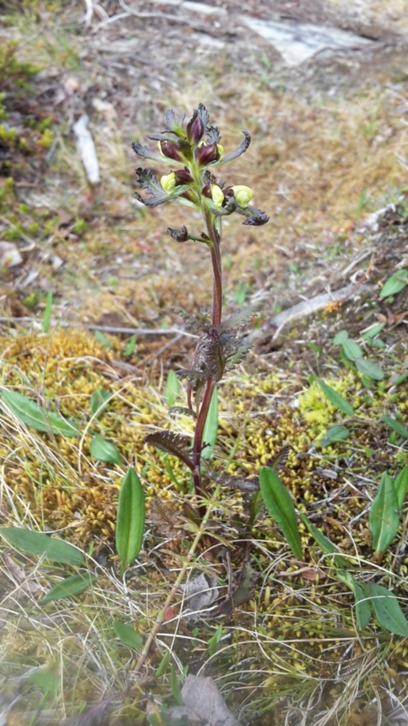 Lapland Lousewort photo 6