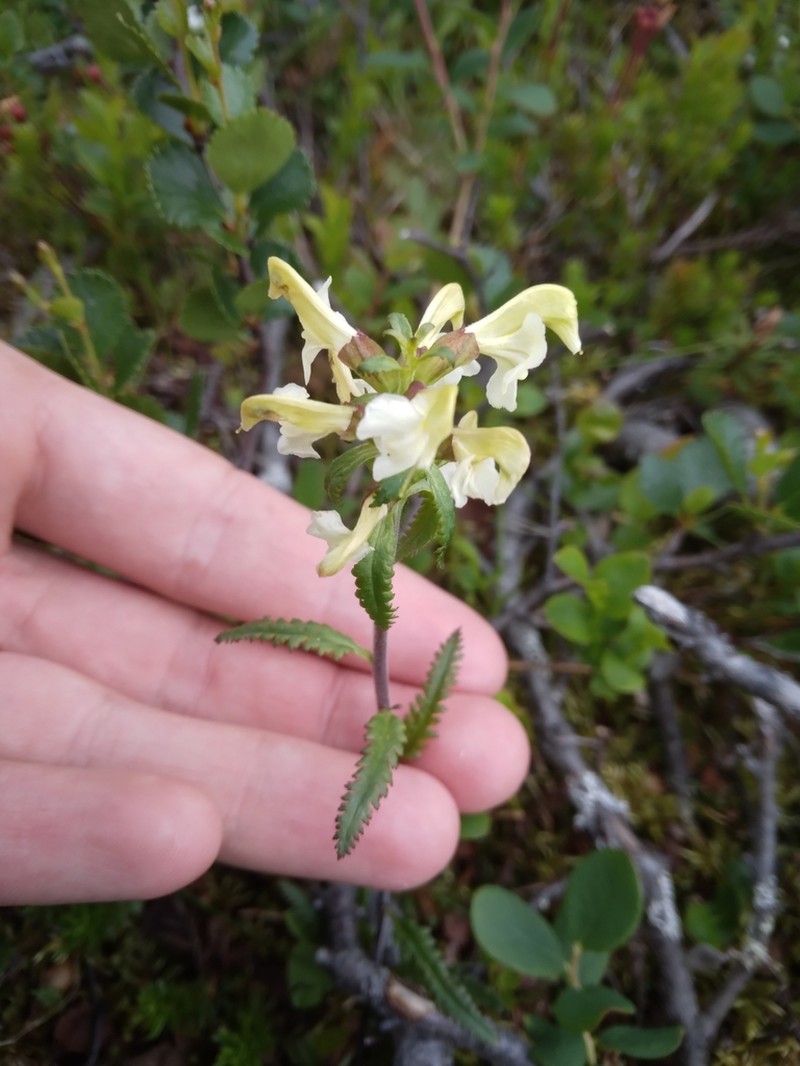 Lapland Lousewort photo 7