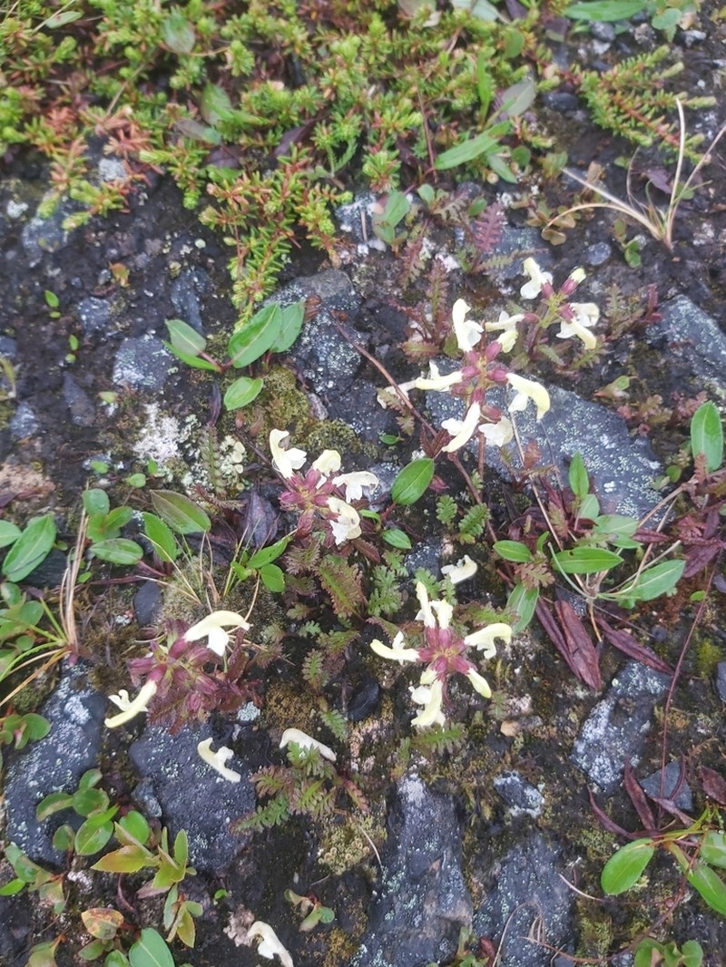 Lapland Lousewort photo 8
