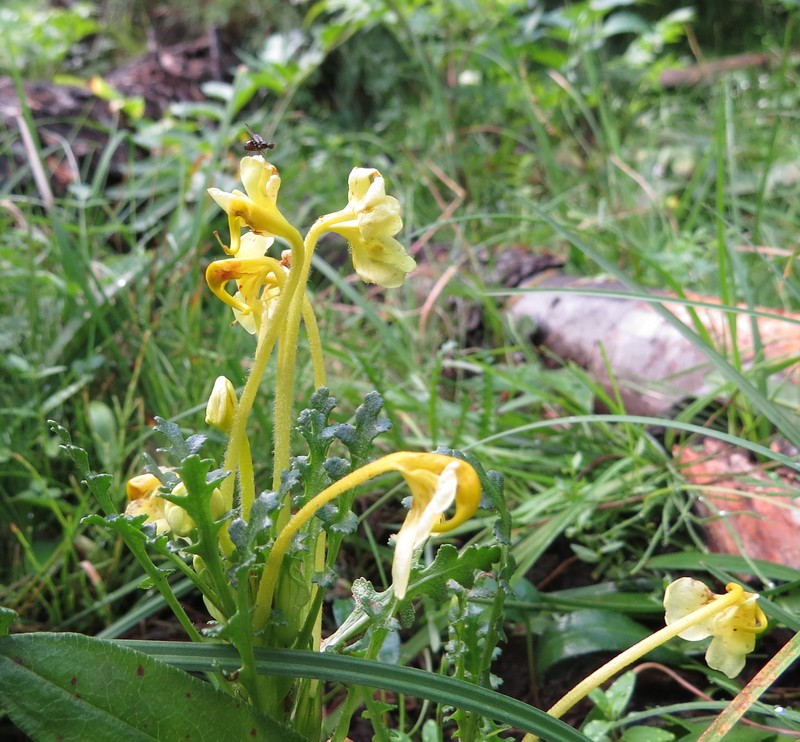 Pedicularis longiflora subsp. longiflora