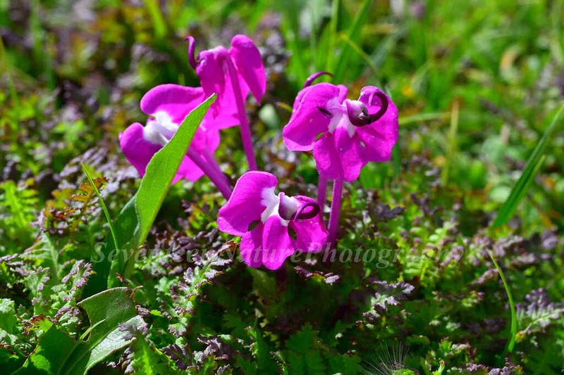 Pedicularis milliana