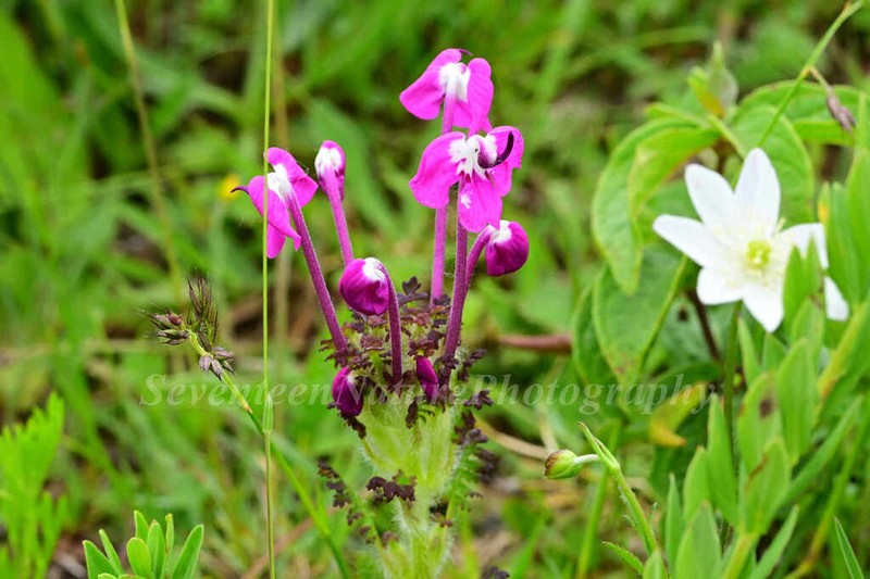 Pedicularis milliana photo 2