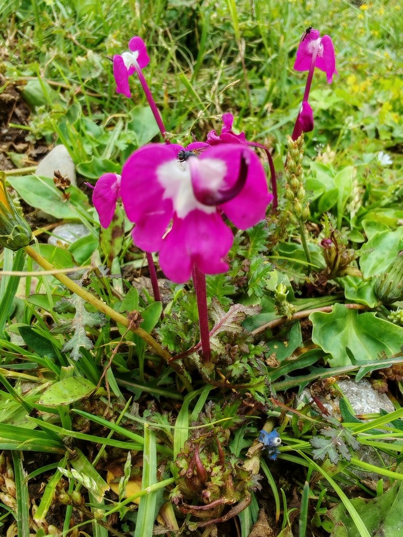 Pedicularis milliana photo 3