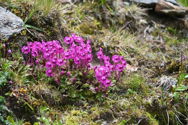 Pedicularis milliana photo 4