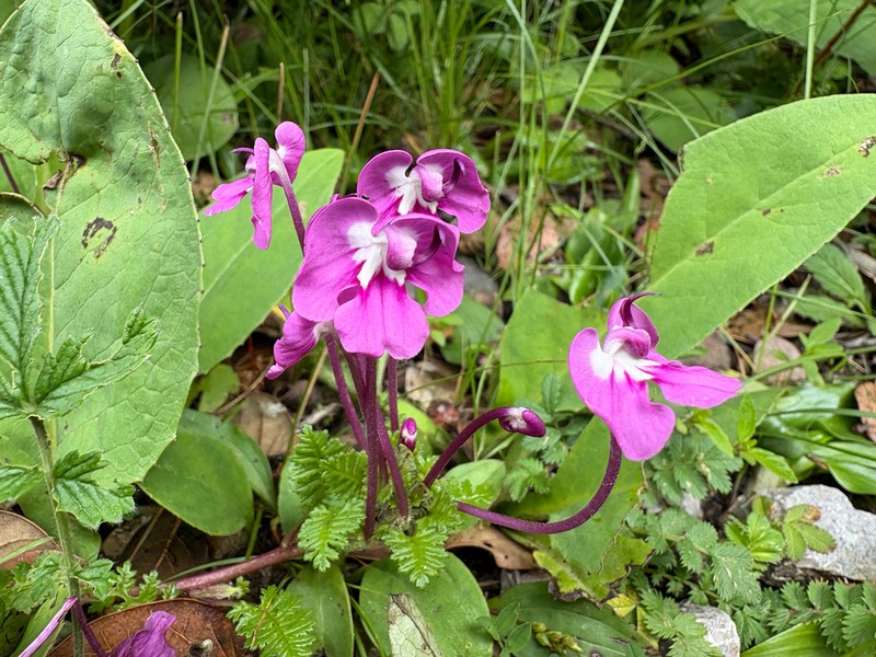 Pedicularis milliana photo 5