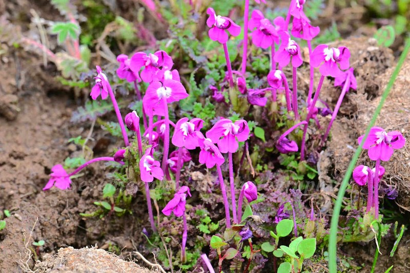 Pedicularis milliana photo 6