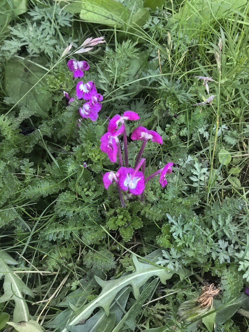 Pedicularis milliana photo 7