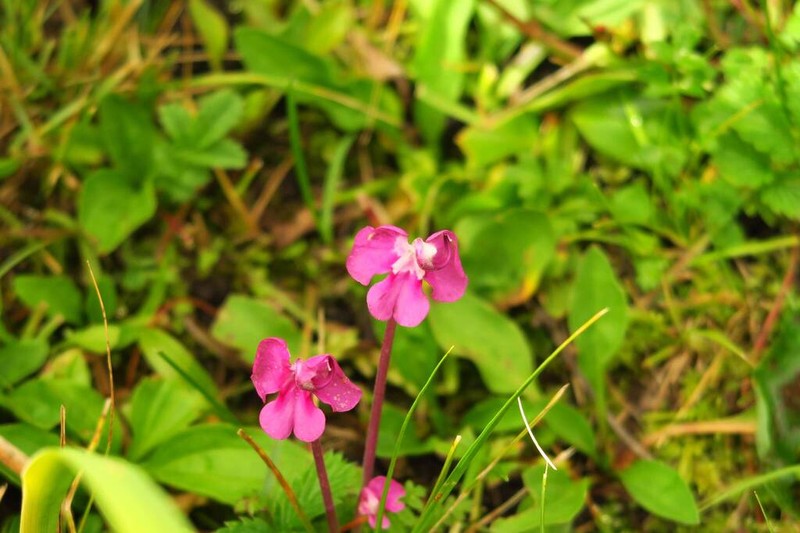 Pedicularis milliana photo 8
