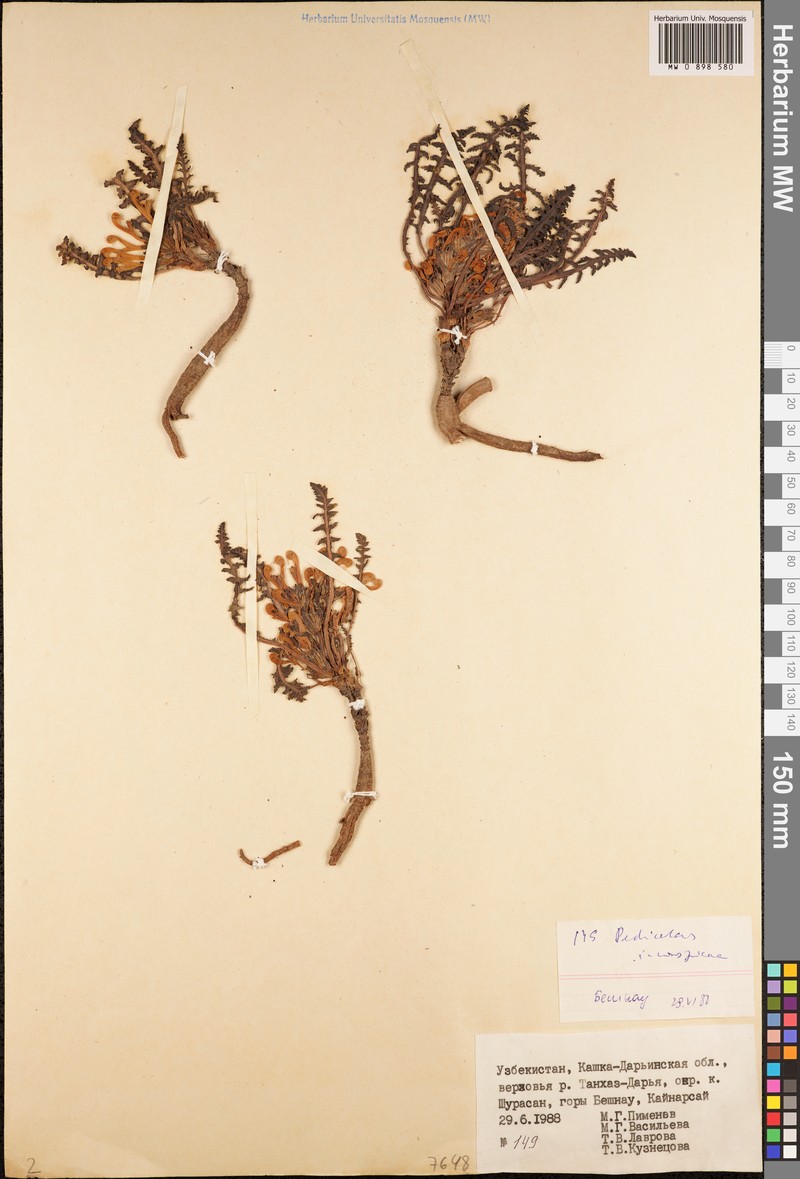 Pedicularis multicolor