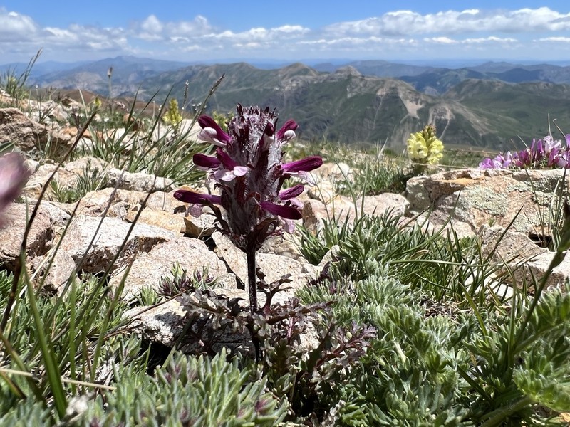 Pedicularis munzurdaghensis