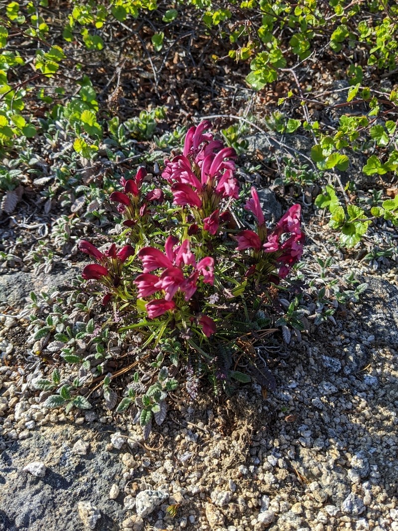 Pedicularis ochotensis