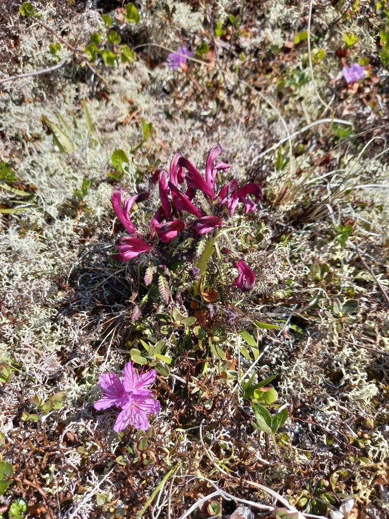 Pedicularis ochotensis photo 2