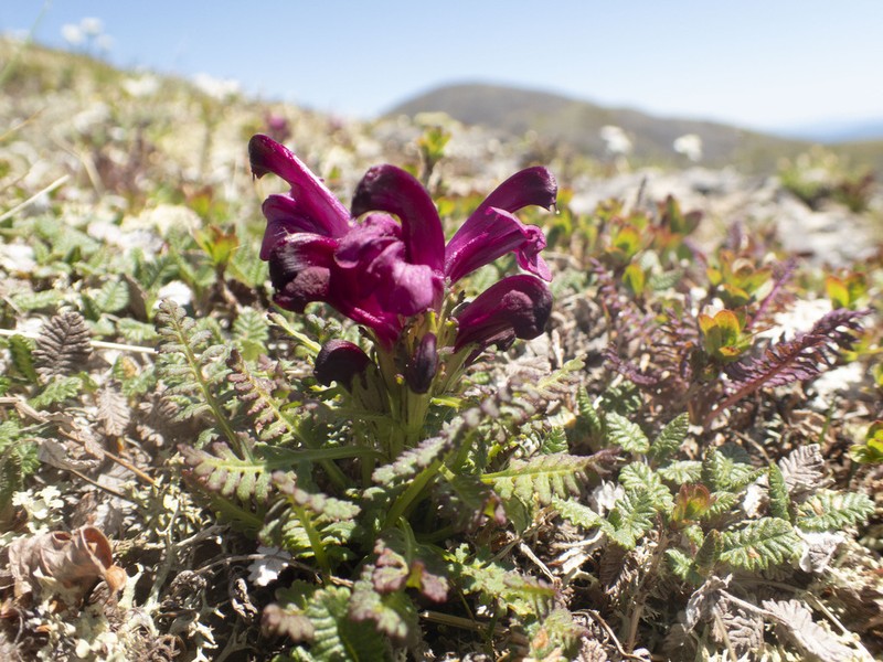 Pedicularis ochotensis photo 3