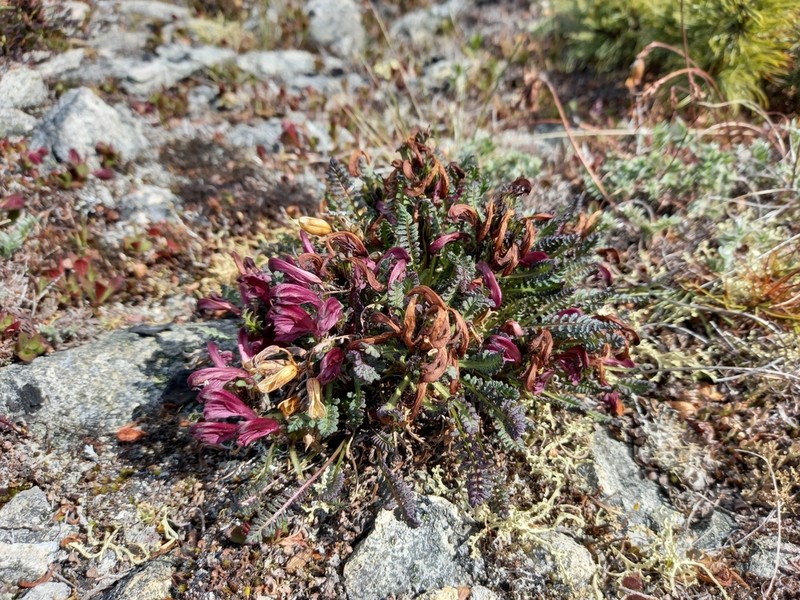 Pedicularis ochotensis photo 4