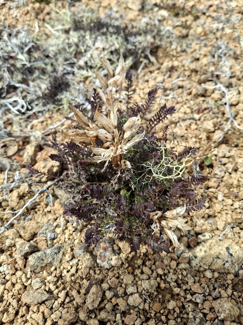Pedicularis ochotensis photo 5