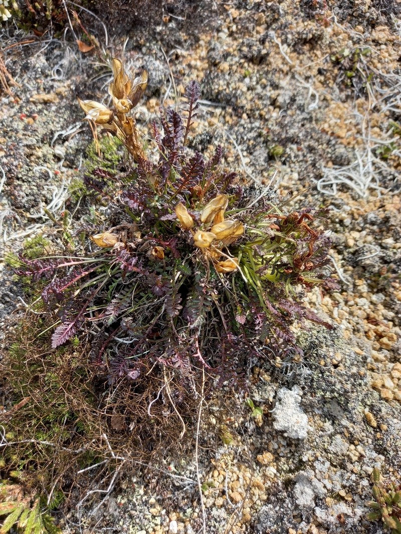 Pedicularis ochotensis photo 6