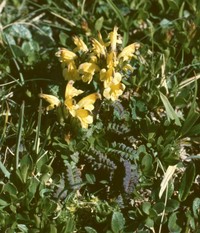 Oeder's Lousewort