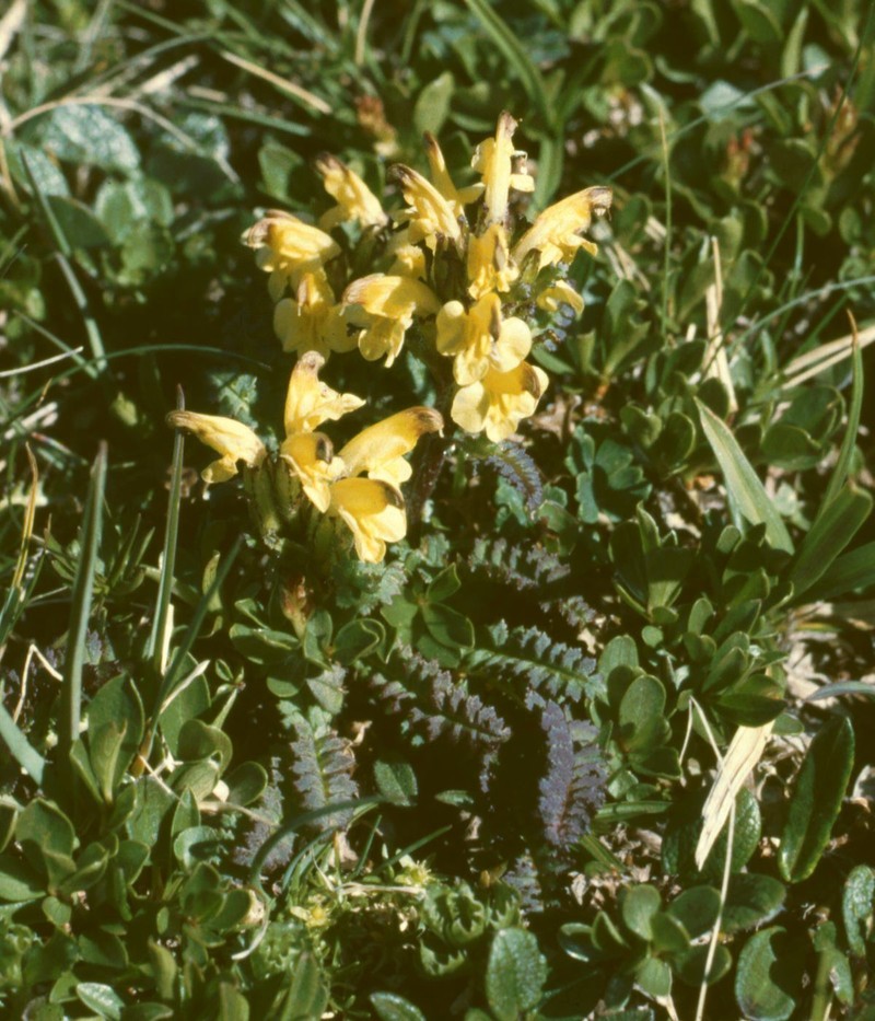 Oeder's Lousewort