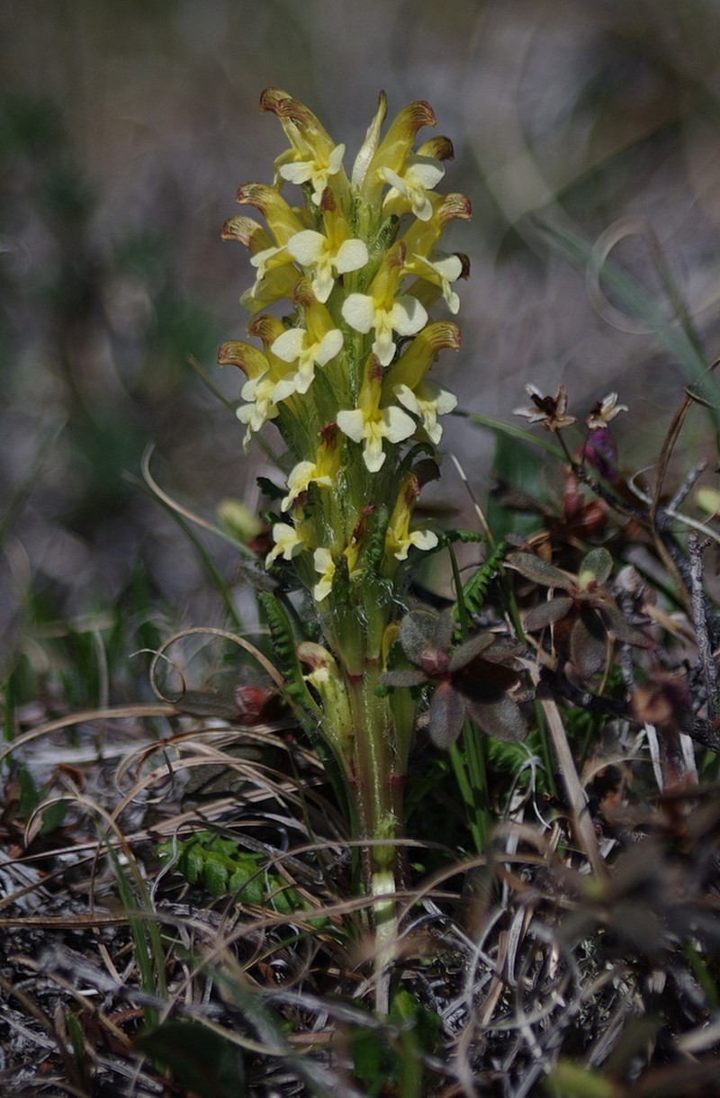 Oeder's Lousewort photo 3