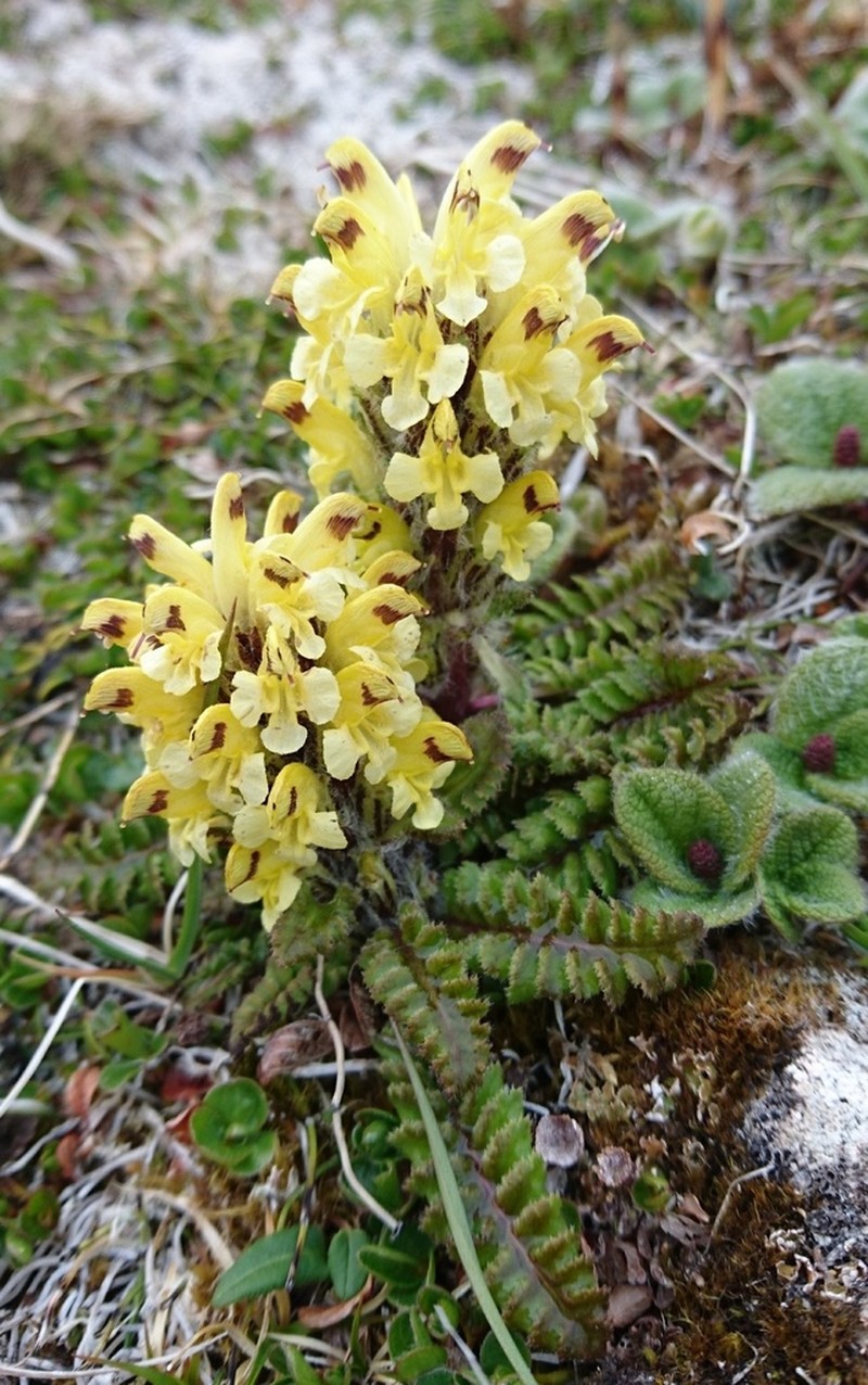Oeder's Lousewort photo 4