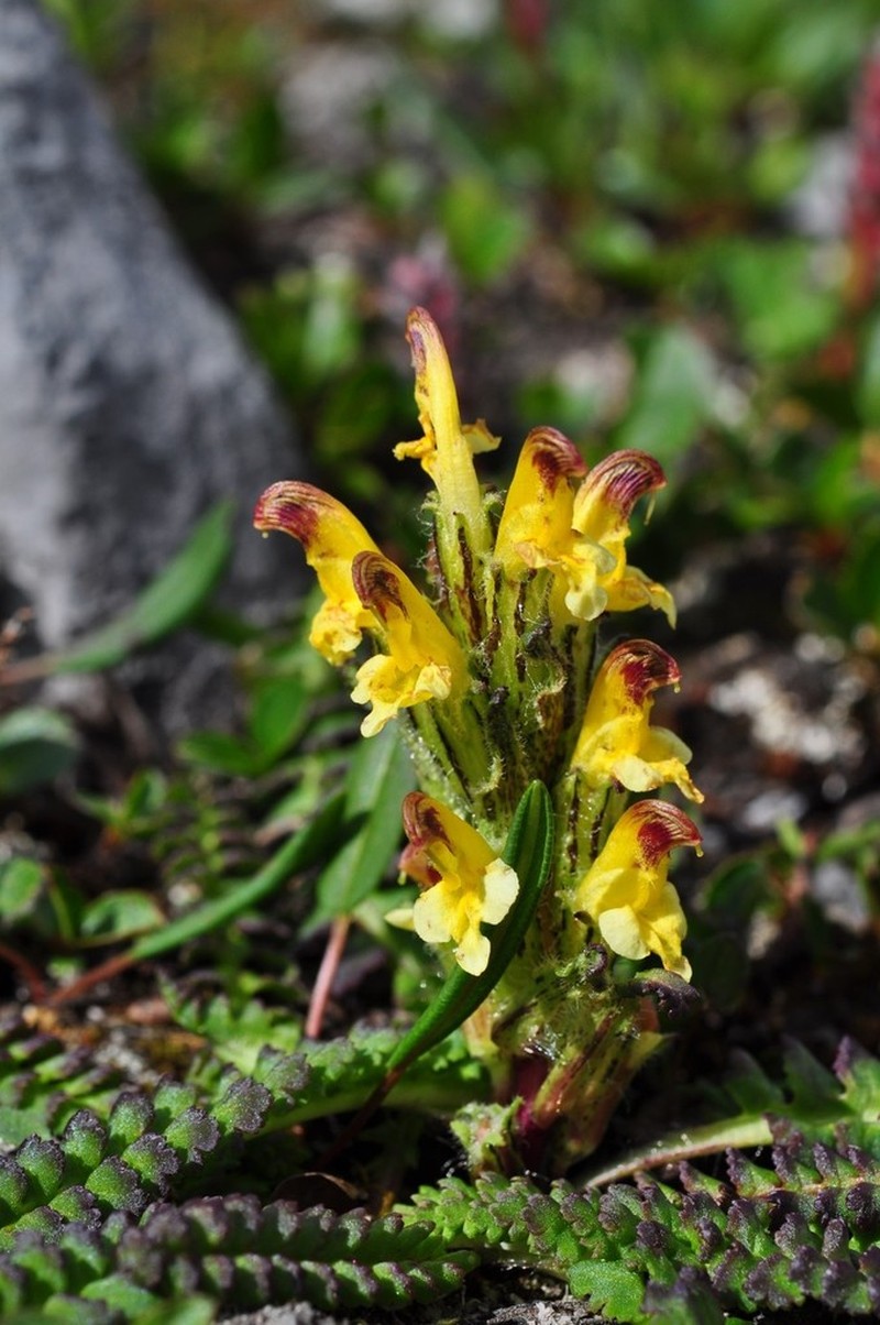 Oeder's Lousewort photo 5