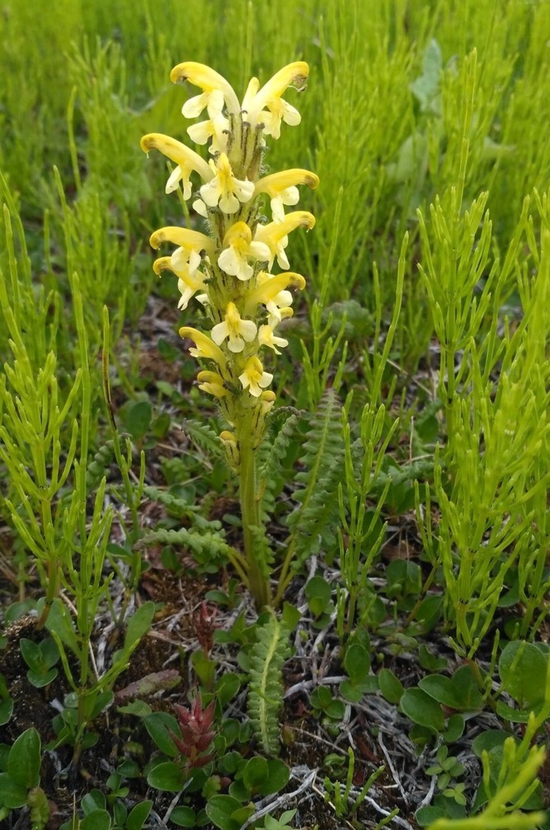 Oeder's Lousewort photo 6