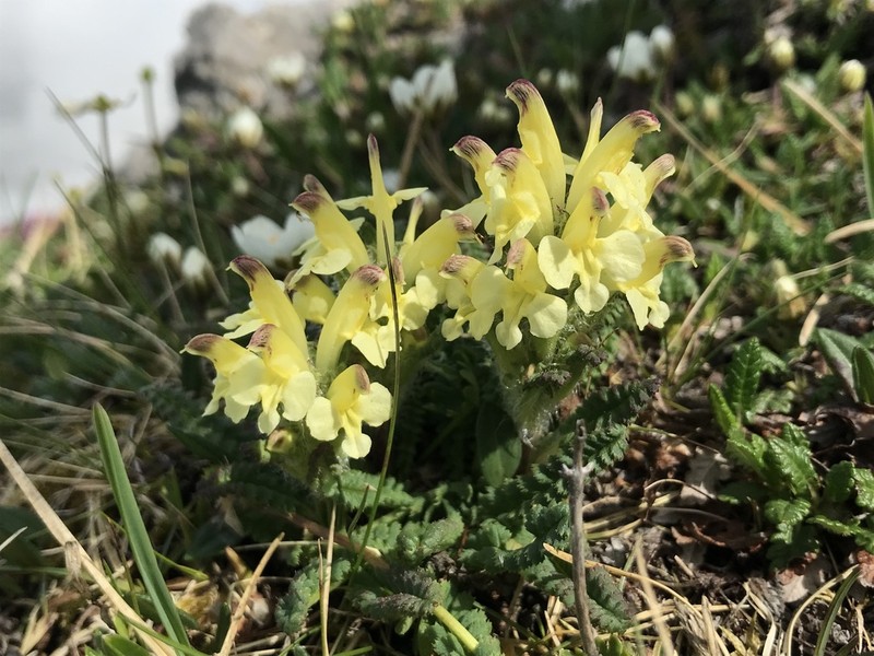 Oeder's Lousewort photo 7
